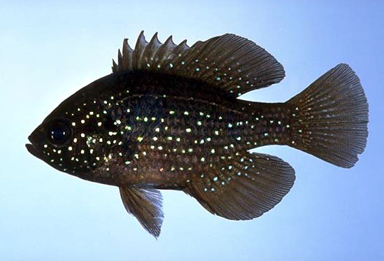 bluespottedsunfish2.jpg