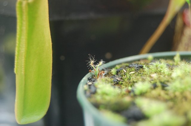 baby scorp.JPG
