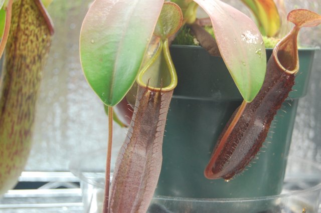sanguinea.JPG