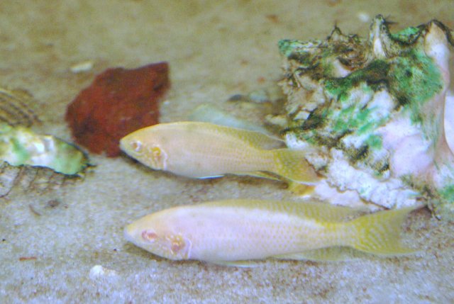 albino brichardi (2).JPG