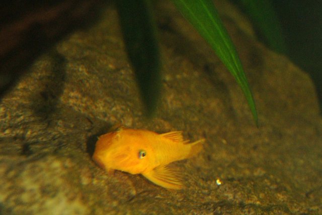blue eye pleco.JPG blue eye pleco.JPG
