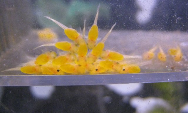 pleco fry.JPG