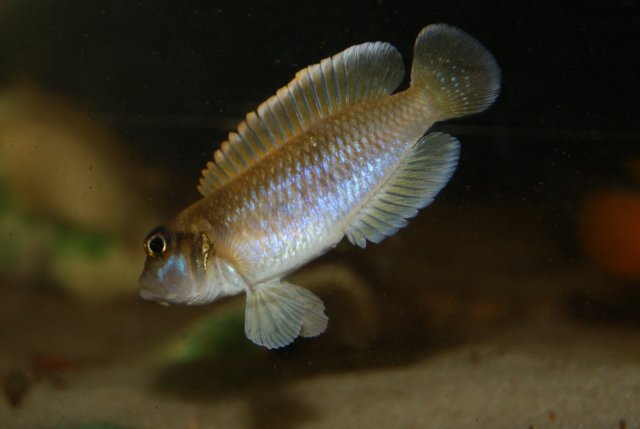 ocellatus blue.JPG