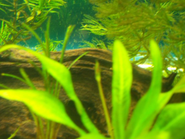 fishtank3 001.JPG