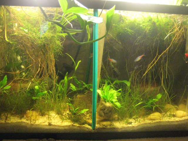 Breeding Set Up 001.JPG