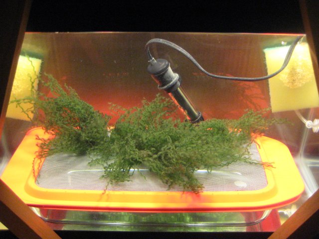 Breeding Set Up 002.JPG