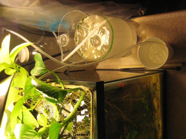 Breeding Set Up 003.JPG