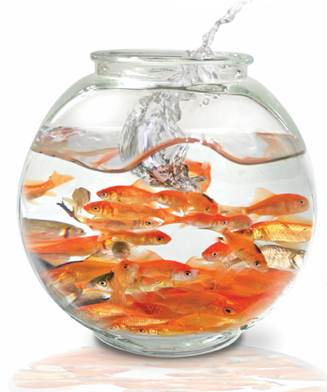 FishBowl_big.jpg