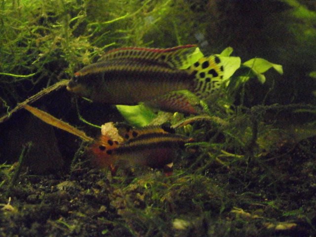 P1210100.JPG P1210100.JPG