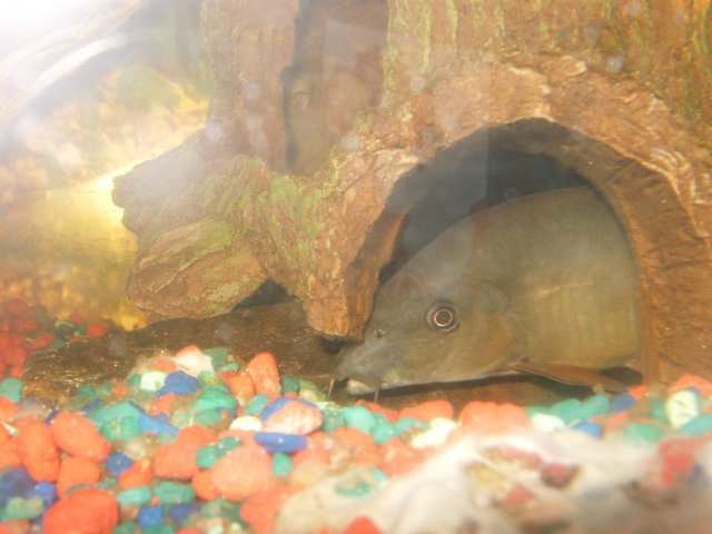 The Loach ness ]v[onster.jpg