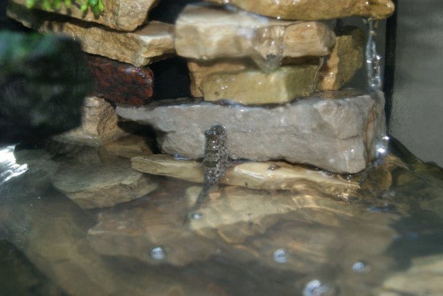 chillin in fountain.JPG chillin in fountain.JPG