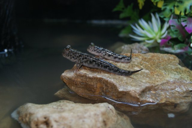 mud skipper.JPG mud skipper.JPG
