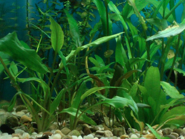 fish 176.jpg