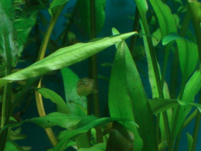 fish 182.jpg