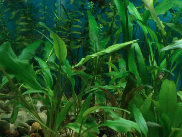 fish 186.jpg