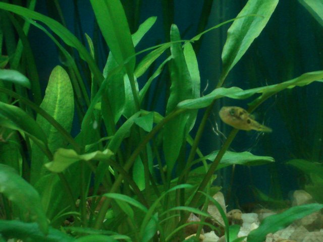 fish 602.jpg