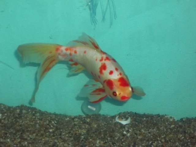 100_0147.JPG