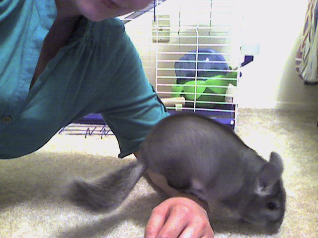 Snapshot_20110128_2.jpg