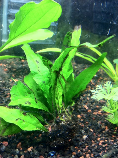 java fern growth? something growing off of leaves | AquariaCentral.com