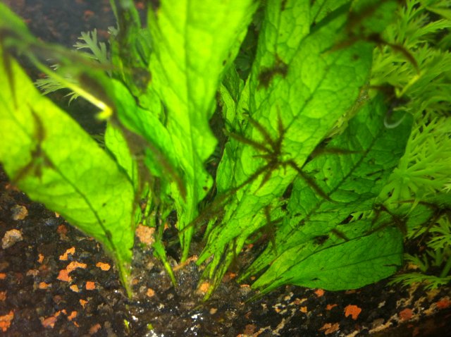 java fern growth? something growing off of leaves | AquariaCentral.com