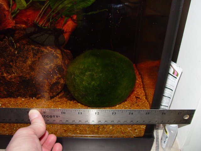 large marimo ball 009.JPG large marimo ball 009.JPG