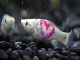 fish.jpeg fish.jpeg