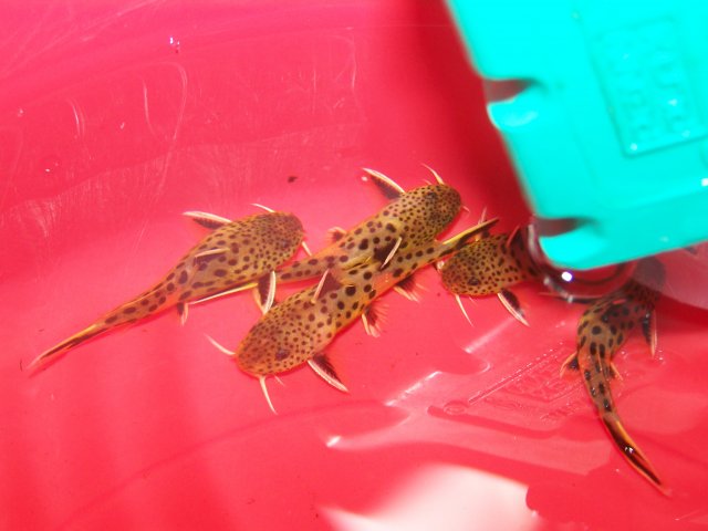 100_4777.JPG