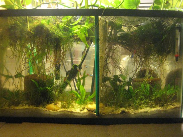 2-1-2011 002.JPG 2-1-2011 002.JPG