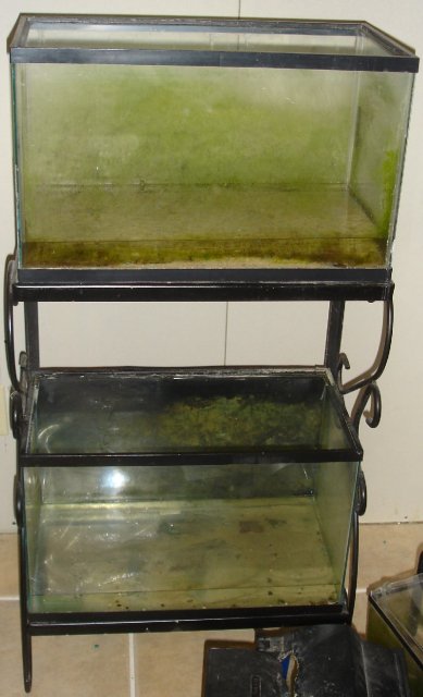 Two 10 gallons on stand.JPG