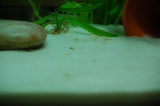 algae.JPG