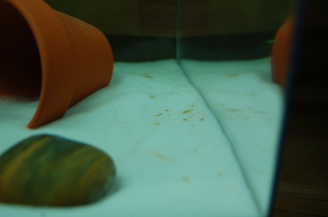 algae 2.JPG