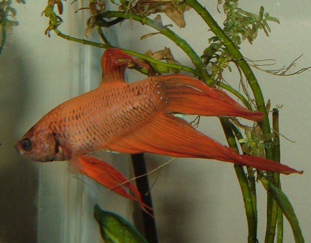 2011_02030001 Cropped.JPG