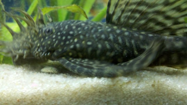 2011-01-27_00-39-26_10.jpg