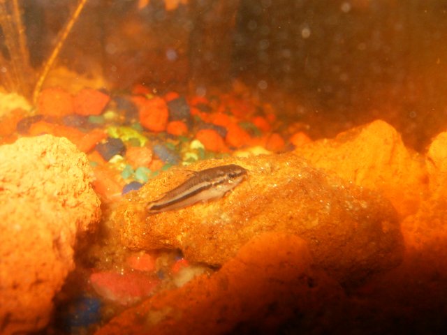 mini adult already.jpg