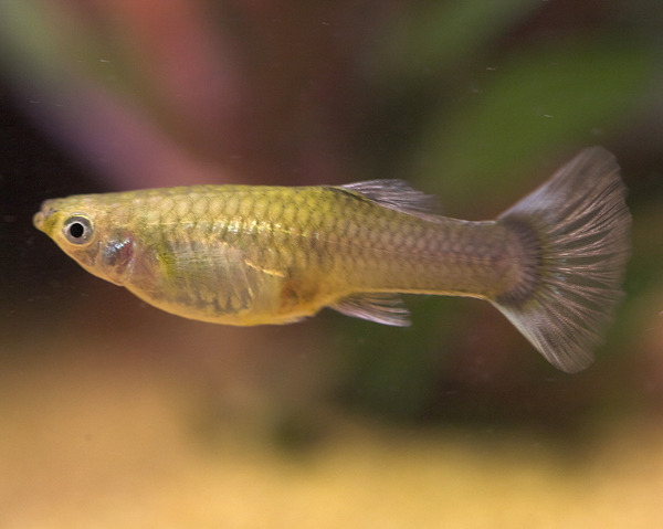 female guppy.jpg