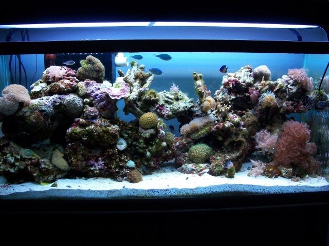 reef fts.jpg