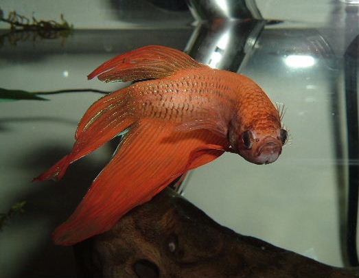 Sparky 021211.JPG