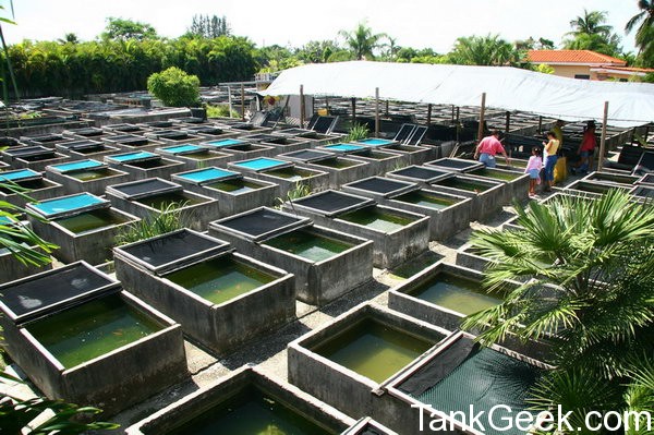 pond.jpg