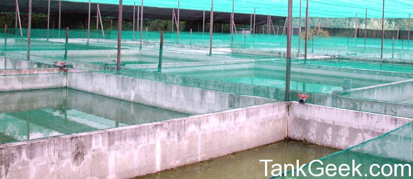 pond2.jpg pond2.jpg