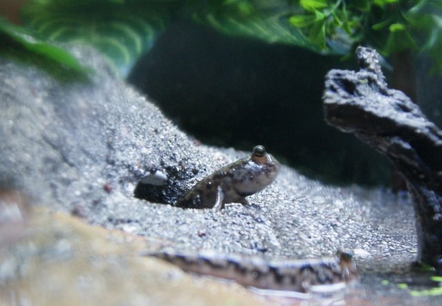 skipper in burrow (3).JPG