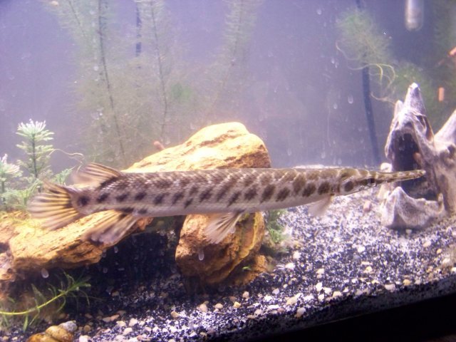 Florida Gar.jpg