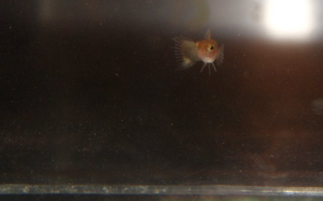 baby fish (4).JPG