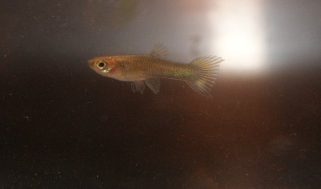 baby fish (2).JPG