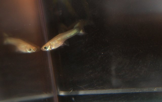baby fish.JPG