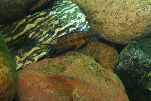 buescheri zaire gold.JPG