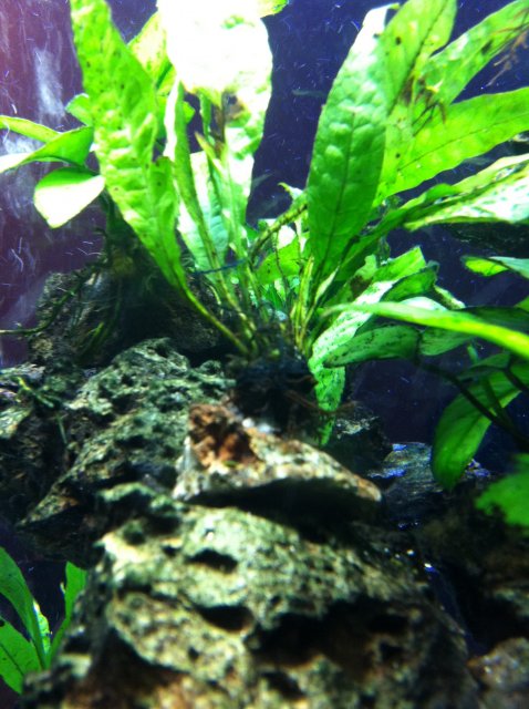 ft java fern on rock.JPG