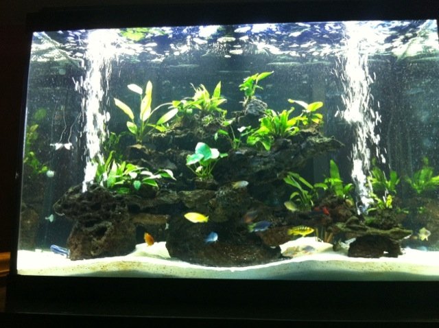fish tank w bubbles.JPG