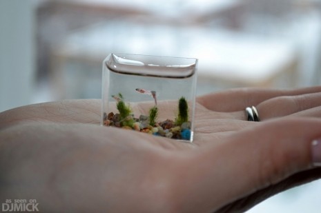 worlds-smallest-aquarium-4-465x309.jpg