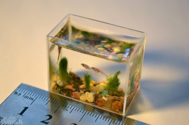 worlds-smallest-aquarium-2.jpg