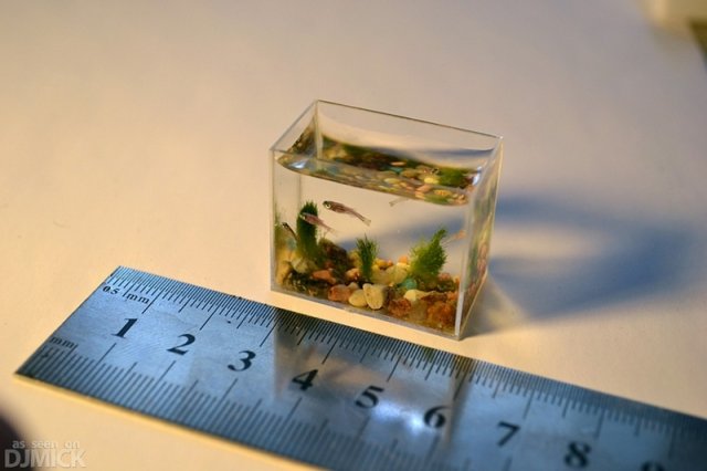 worlds-smallest-aquarium-3.jpg